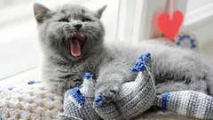 Waarom loopt je kat door het huis en miauwt ze: wat probeert ze je te vertellen?